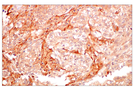 Immunohistochemistry Image 2: ILK1 (4G9) Rabbit Monoclonal Antibody (BSA and Azide Free)