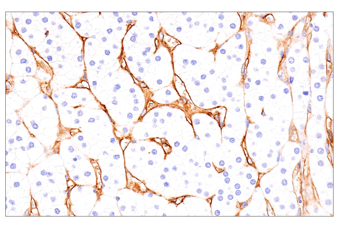 Immunohistochemistry Image 13: EMCN (E3Z4D) Rabbit mAb