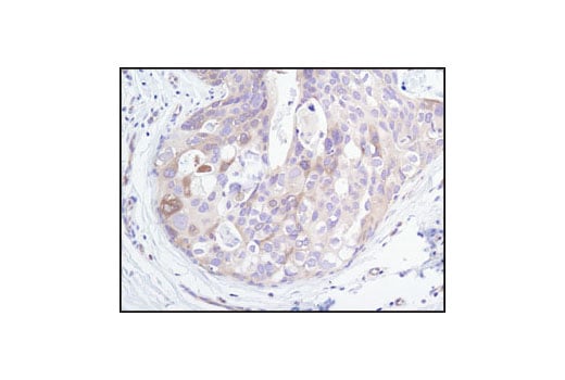 Immunohistochemistry Image 1: PP2A B Subunit (100C1) Rabbit Monoclonal Antibody