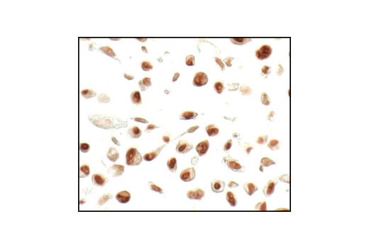 Immunohistochemistry Image 6: Phospho-NF-κB p65 (Ser276) Antibody