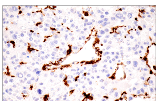 Immunohistochemistry Image 5: p22phox (E7Y1F) Rabbit Monoclonal Antibody (BSA and Azide Free)