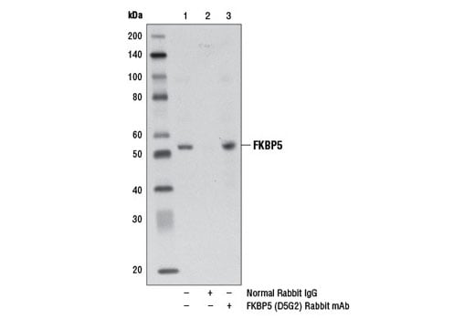 Immunoprecipitation Image 1: FKBP5 (D5G2) Rabbit Monoclonal Antibody