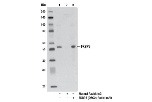 Immunoprecipitation Image 1: FKBP5 (D5G2) Rabbit mAb