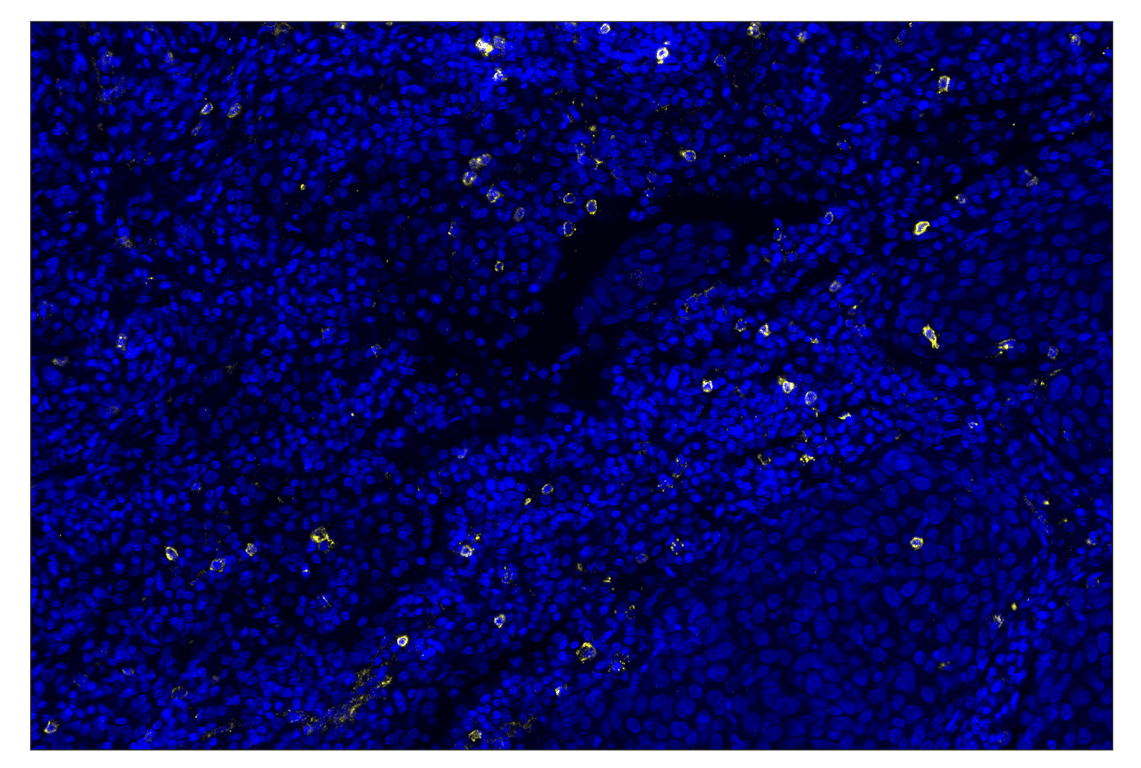 Immunohistochemistry Image 4: Anti-rabbit IgG & CO-0055-647 SignalStar<sup>®</sup> Secondary Antibody Kit