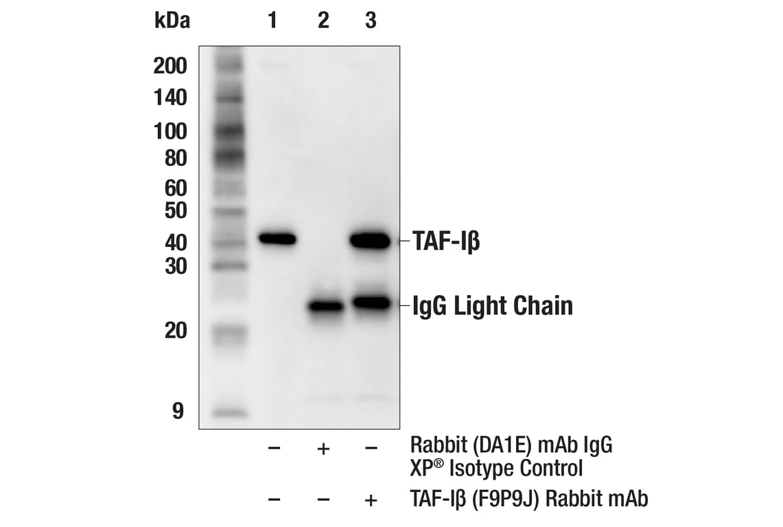 Immunoprecipitation Image 1: TAF-I beta (F9P9J) Rabbit Monoclonal Antibody