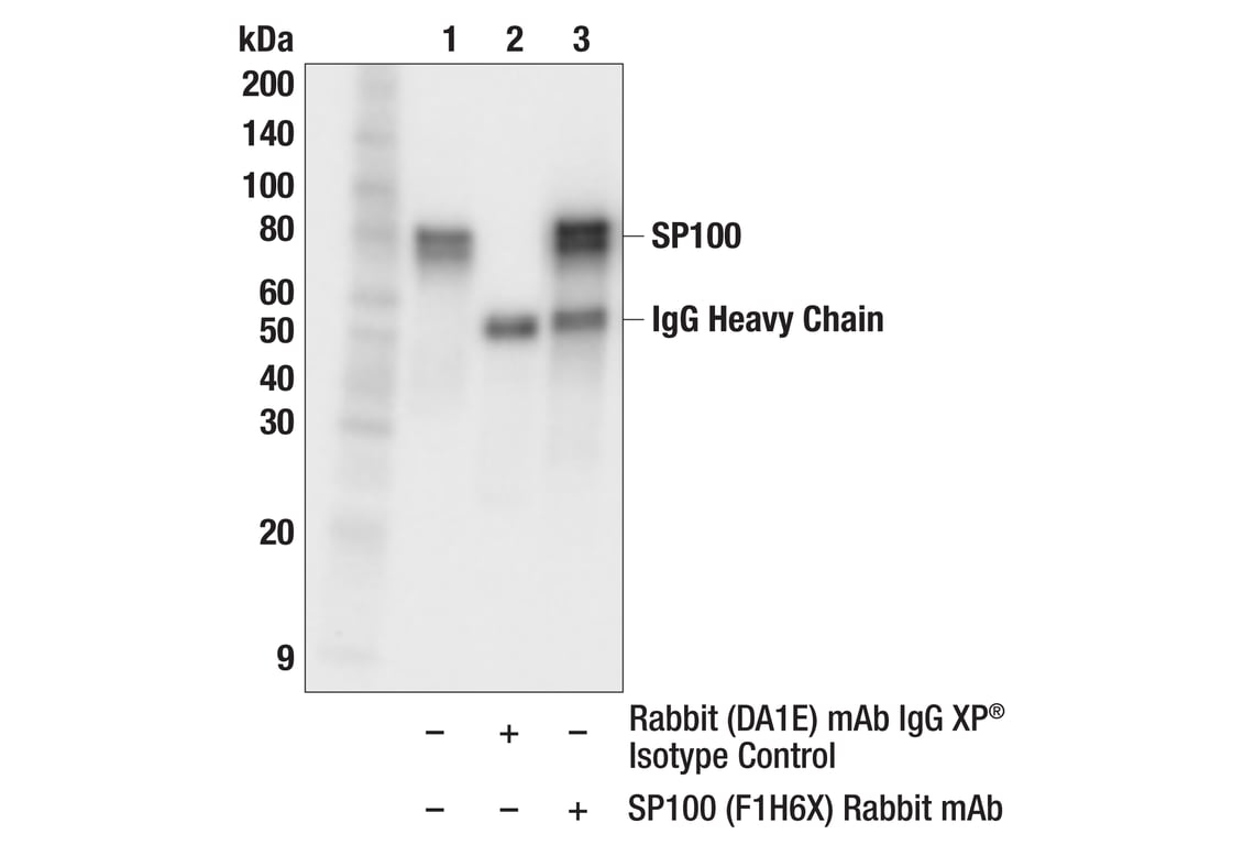 Immunoprecipitation Image 1: SP100 (F1H6X) Rabbit Monoclonal Antibody