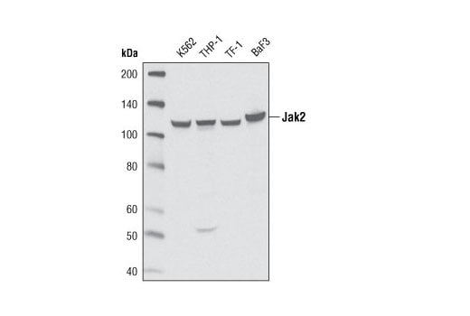 undefined Image 7: Jak Isoform Antibody Sampler Kit