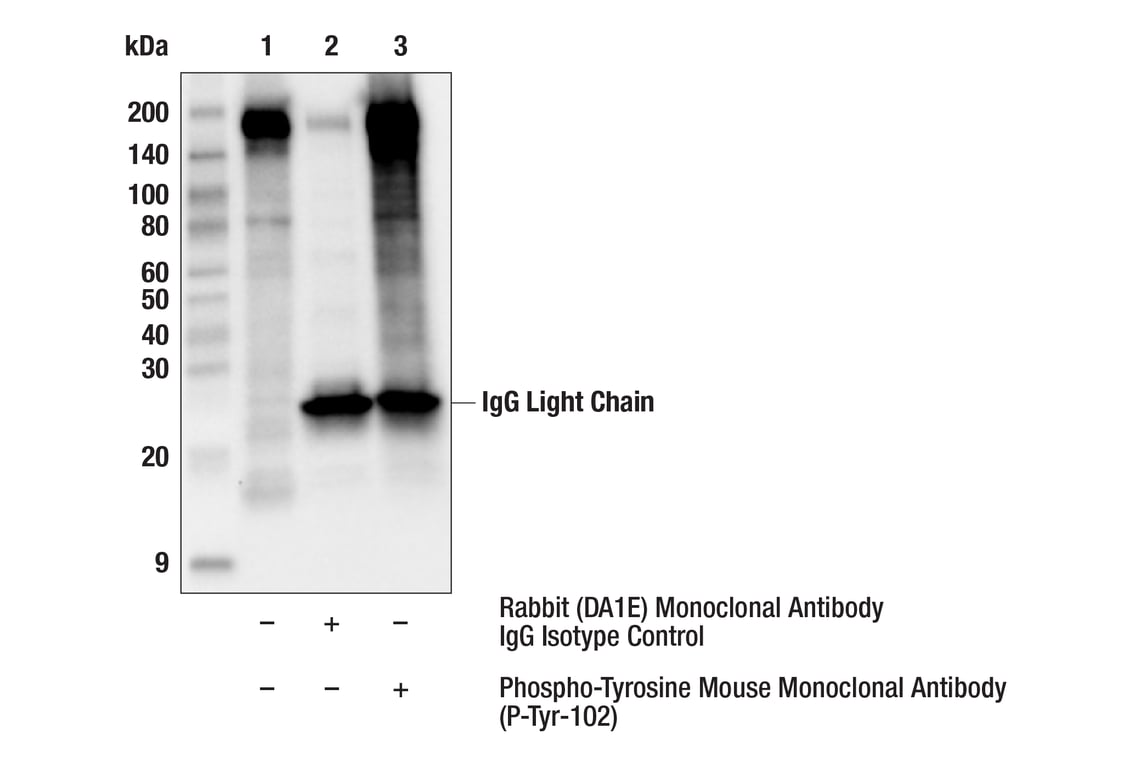 Immunoprecipitation Image 1: Phospho-Tyrosine Mouse Monoclonal Antibody (P-Tyr-102)
