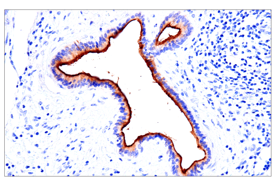 Immunohistochemistry Image 7: CEACAM7 (E5Q6X) Rabbit Monoclonal Antibody (BSA and Azide Free)