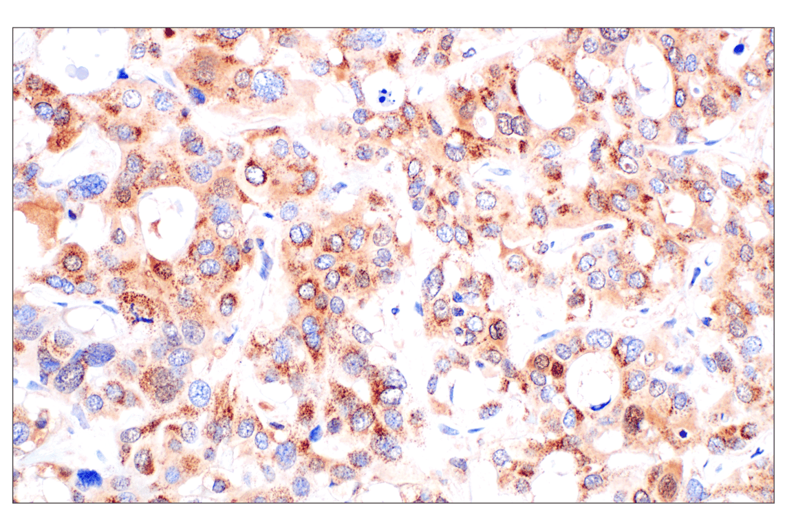 Immunohistochemistry Image 1: Catalase (D4P7B) Rabbit Monoclonal Antibody