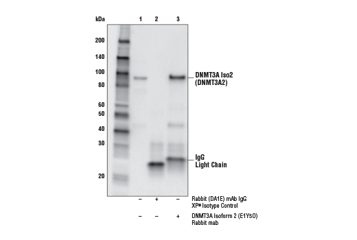 Immunoprecipitation Image 1: DNMT3A Isoform 2 (E1Y5O) Rabbit Monoclonal Antibody