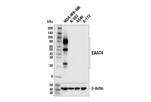 Western Blotting Image 2: EAAT4 (E6E9I) Rabbit Monoclonal Antibody