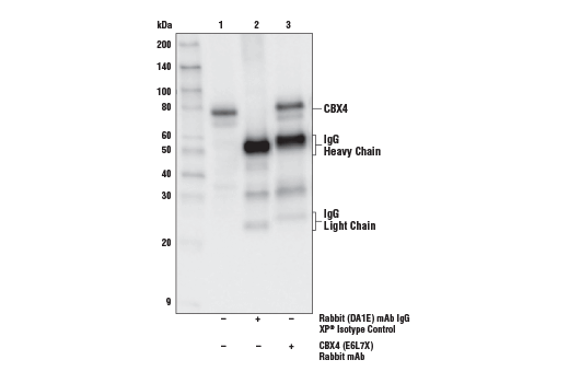 Immunoprecipitation Image 1: CBX4 (E6L7X) Rabbit Monoclonal Antibody
