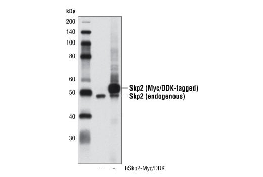Western Blotting Image 2: Skp2 (D3G5) Rabbit Monoclonal Antibody
