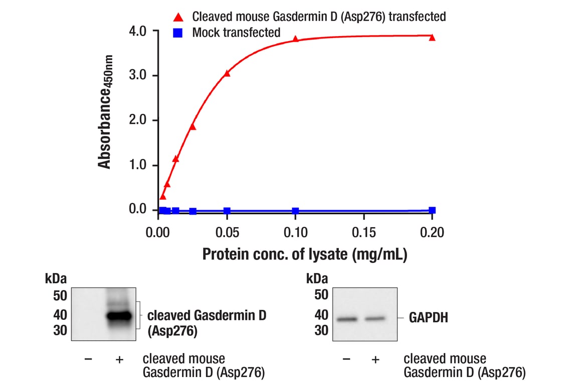 ELISA and/or ELISA-like Assays Image 2: PathScan<sup>®</sup> RP Cleaved Gasdermin D (Asp276) Sandwich ELISA Kit