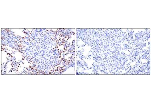 Ly-6G (E6Z1T) Rabbit mAb (BSA and Azide Free) | Cell