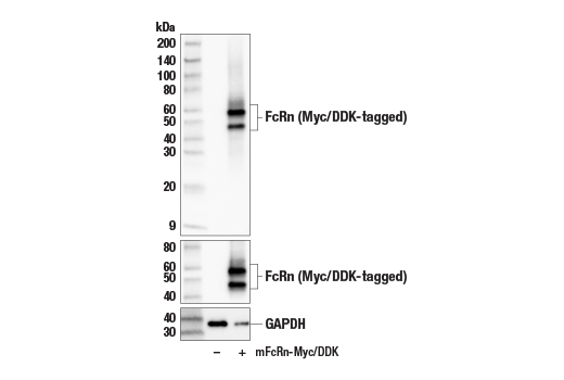 Western Blotting Image 2: FcRn (E4D5I) Rabbit Monoclonal Antibody