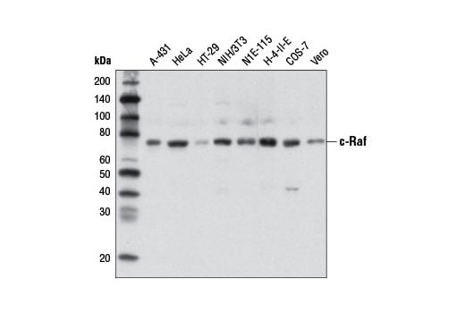 undefined Image 1: Raf Family Antibody Sampler Kit