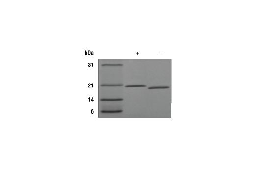undefined Image 2: Mouse RANKL/TRANCE/TNFSF11 Recombinant Protein