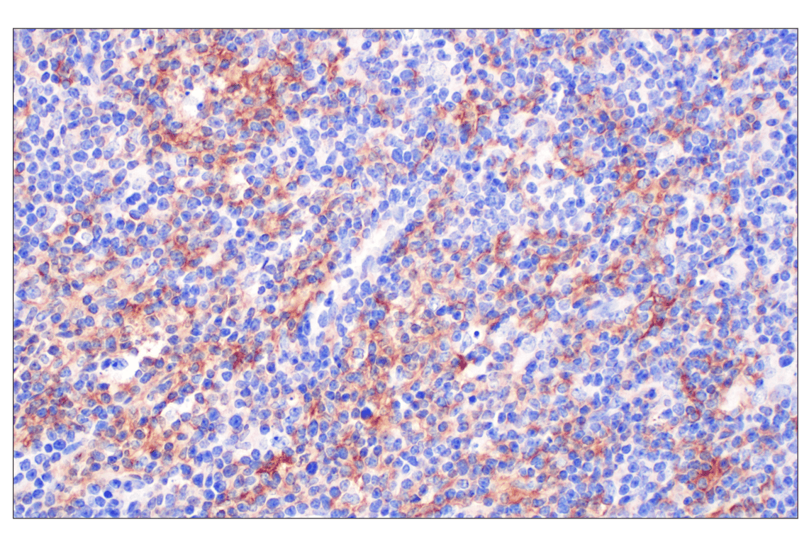Immunohistochemistry Image 5: GLIPR2 (F7H7V) Rabbit Monoclonal Antibody