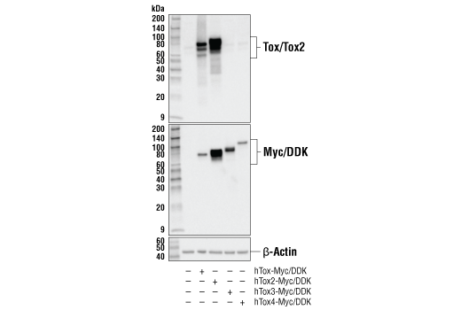 Western Blotting Image 3: Tox/Tox2 (E6G5O) Rabbit Monoclonal Antibody (BSA and Azide Free)