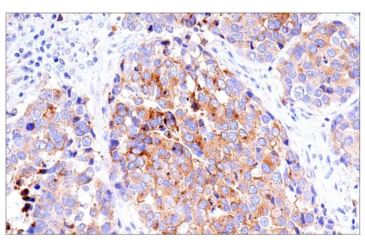 Immunohistochemistry Image 4: Transferrin Receptor/CD71 (10F11) Mouse Monoclonal Antibody