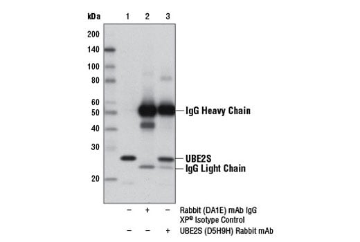 Immunoprecipitation Image 1: UBE2S (D5H9H) Rabbit Monoclonal Antibody