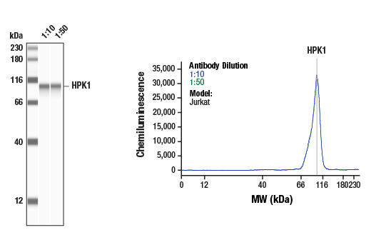 Western Blotting Image 1: HPK1 (E6D2F) Rabbit Monoclonal Antibody