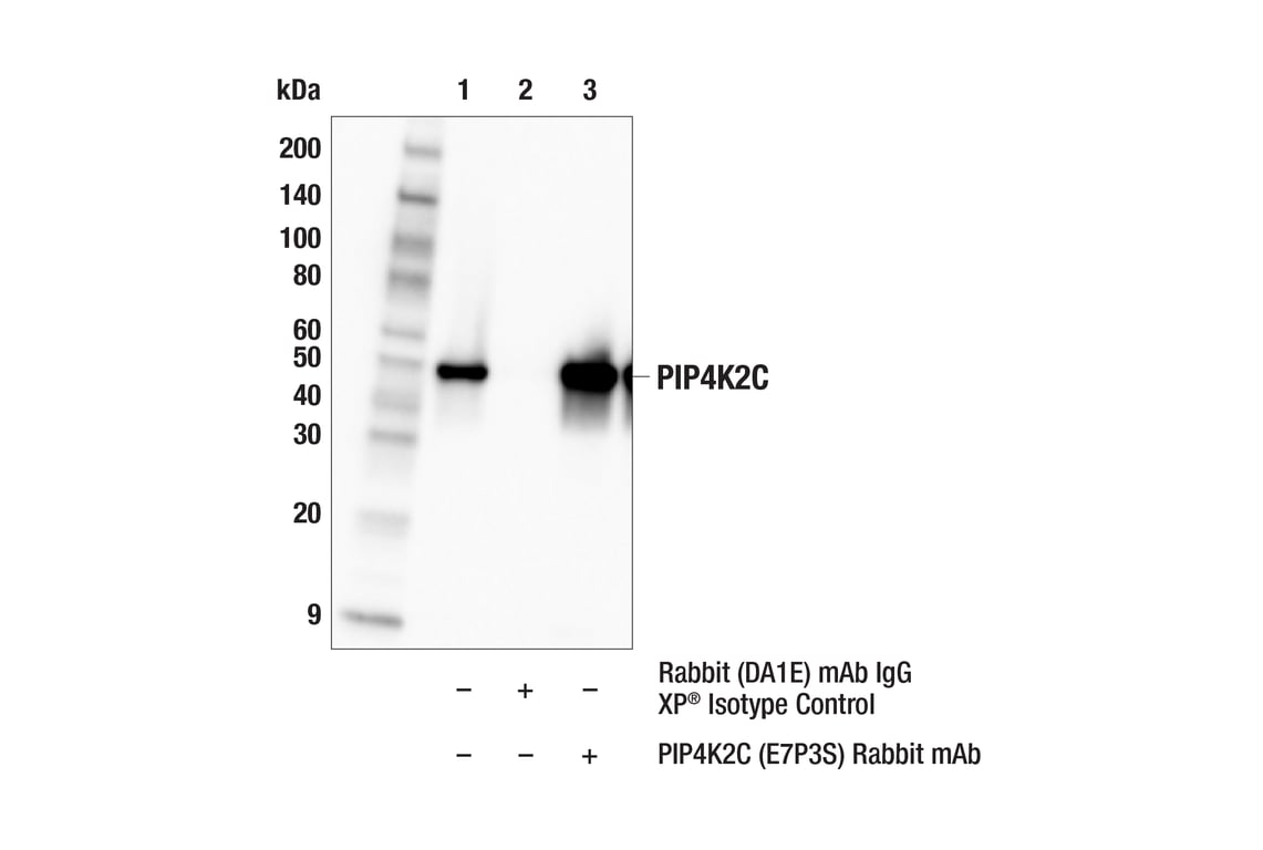 Immunoprecipitation Image 1: PIP4K2C (E7P3S) Rabbit Monoclonal Antibody
