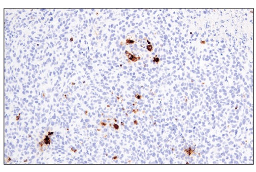Immunohistochemistry Image 2: Granzyme B (E5V2L) Rabbit Monoclonal Antibody (BSA and Azide Free)