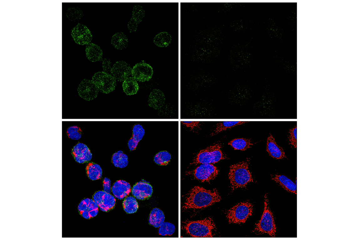 Immunofluorescence Image 1: PD-1 (Intracellular Domain) (D4W2J) Rabbit Monoclonal Antibody