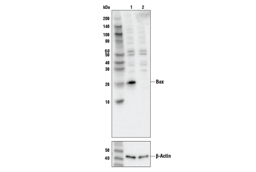 Western Blotting Image 1: Bax Antibody