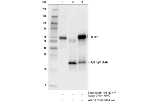 Immunoprecipitation Image 1: WTAP (E7O5B) Rabbit Monoclonal Antibody