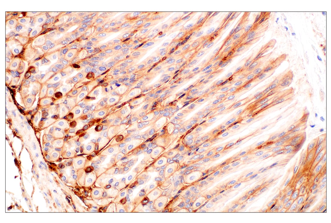 Immunohistochemistry Image 4: CD47 (E2V9V) Rabbit Monoclonal Antibody (BSA and Azide Free)