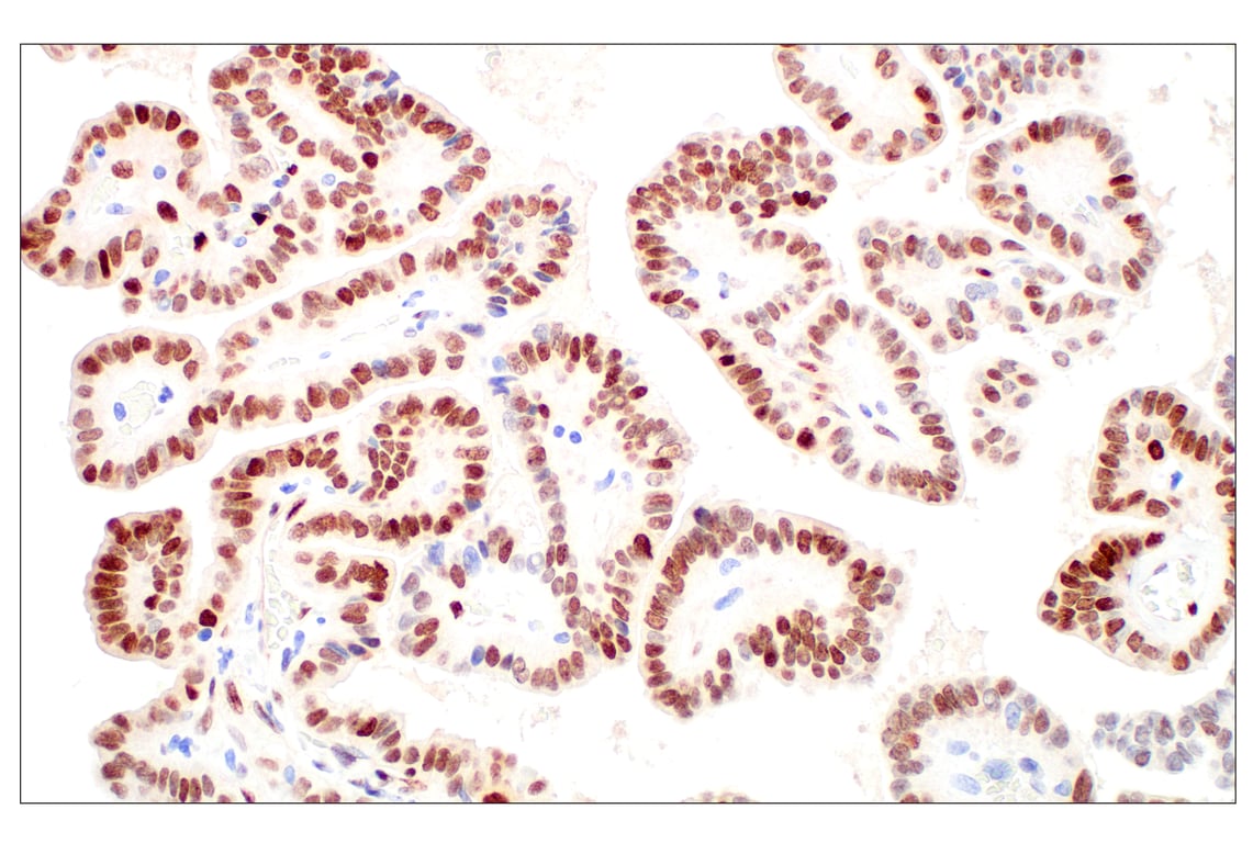 Immunohistochemistry Image 2: Basic FGF (E5Y6M) Rabbit Monoclonal Antibody