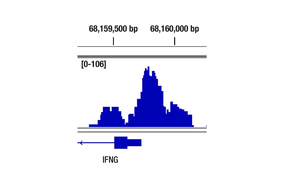 CUT & Tag Image 1: T-bet/TBX21 (D6N8B) Rabbit Monoclonal Antibody