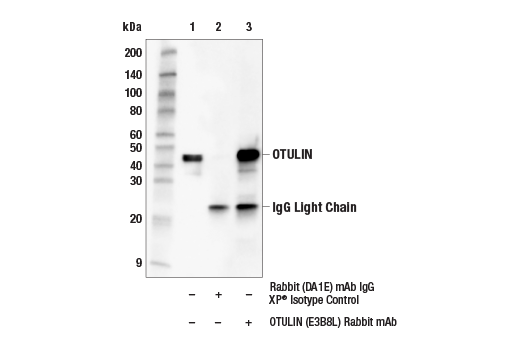 Immunoprecipitation Image 1: OTULIN (E3B8L) Rabbit Monoclonal Antibody