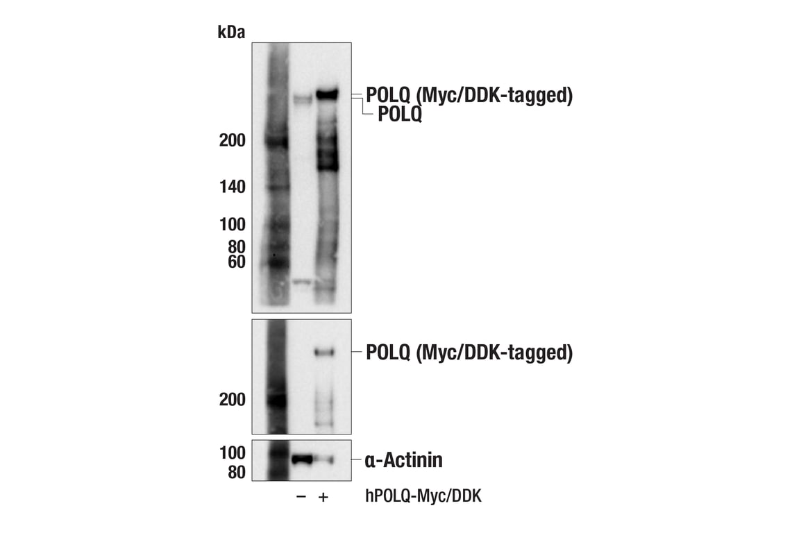 Western Blotting Image 3: DNA Polymerase theta (POLQ) (F8D8T) Rabbit Monoclonal Antibody