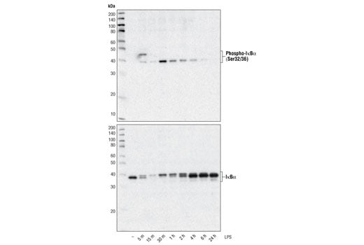 undefined Image 26: NF-κB Pathway Antibody Sampler Kit