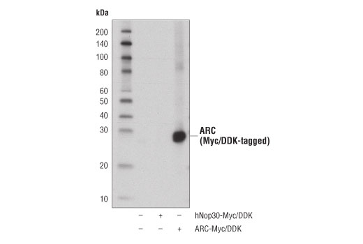 Western Blotting Image 2: ARC (D7Q3G) Rabbit Monoclonal Antibody