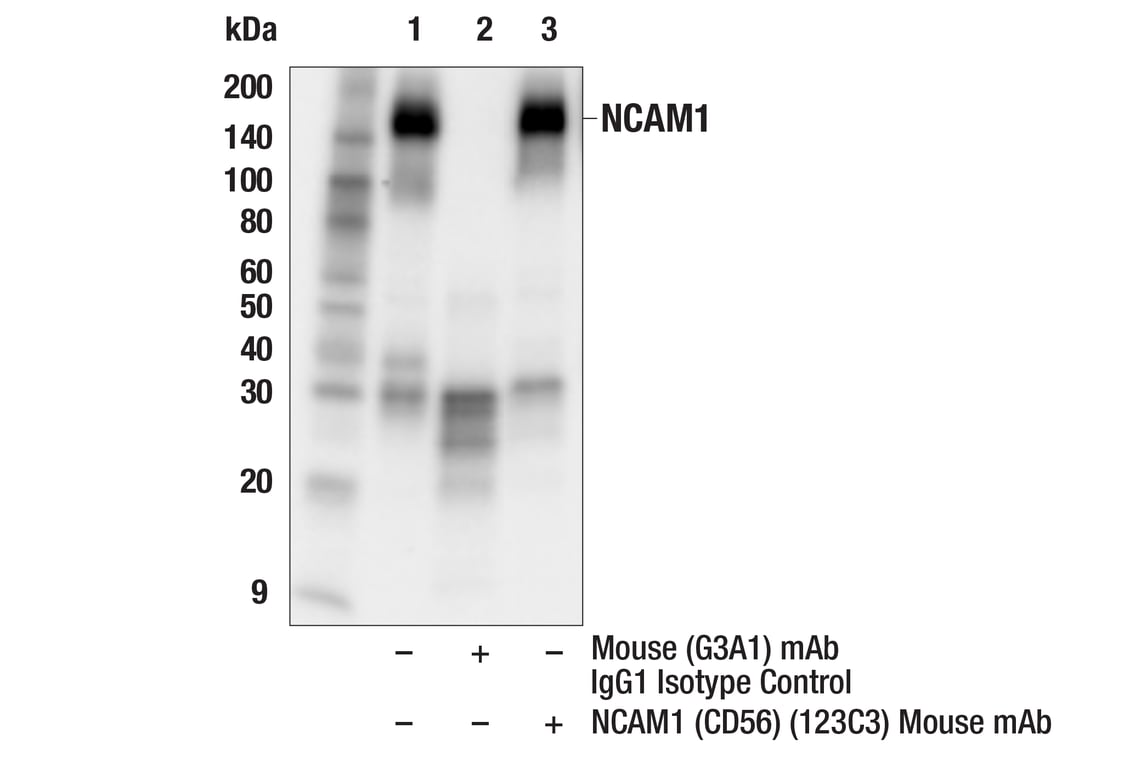 Immunoprecipitation Image 1: NCAM1 (CD56) (123C3) Mouse Monoclonal Antibody