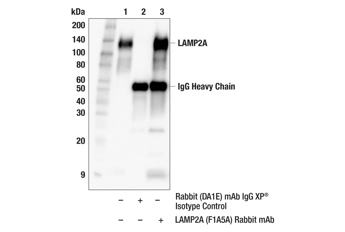 Immunoprecipitation Image 1: LAMP2A (F1A5A) Rabbit Monoclonal Antibody