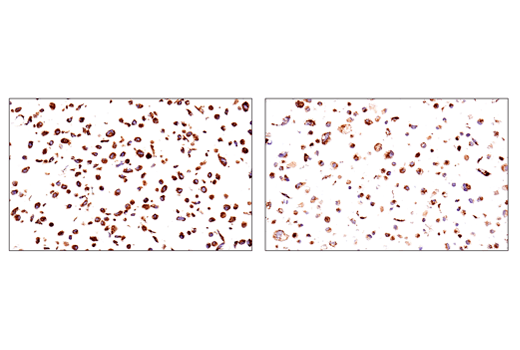 Immunohistochemistry Image 8: SHMT2 (E7F4Q) Rabbit mAb