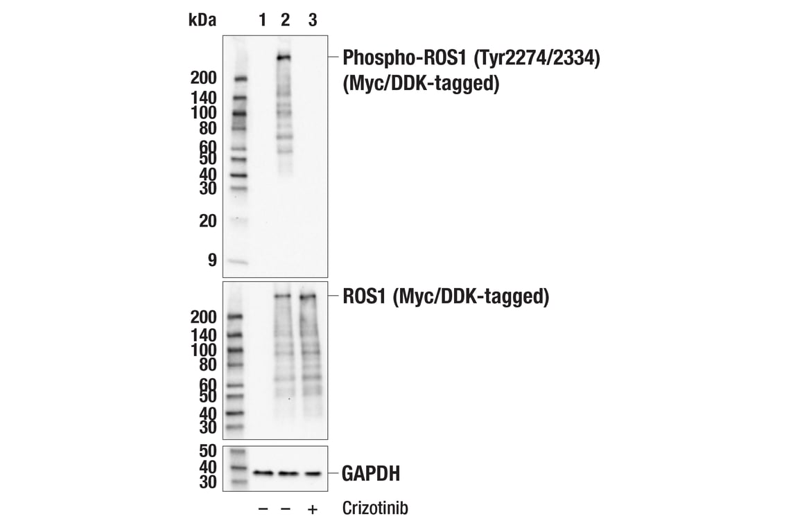 Western Blotting Image 2: Phospho-ROS1 (Tyr2274/2334) (E8F5J) Rabbit Monoclonal Antibody