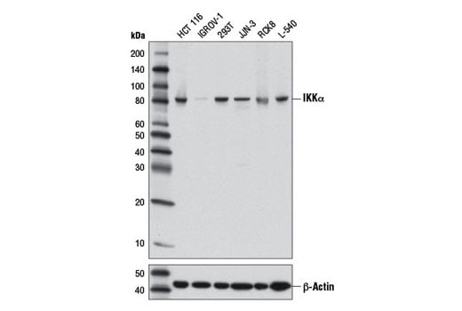 Western Blotting Image 1: IKKα (3G12) Mouse mAb
