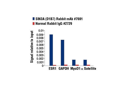 Chromatin Immunoprecipitation Image 1: SIN3A (D1B7) Rabbit Monoclonal Antibody