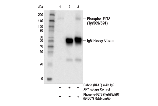 Immunoprecipitation Image 1: Phospho-FLT3 (Tyr589/591) (E4D6Y) Rabbit Monoclonal Antibody