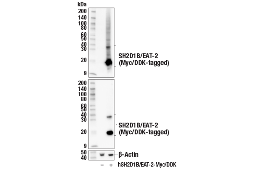 Western Blotting Image 2: SH2D1B/EAT-2 (E2P5P) Rabbit Monoclonal Antibody