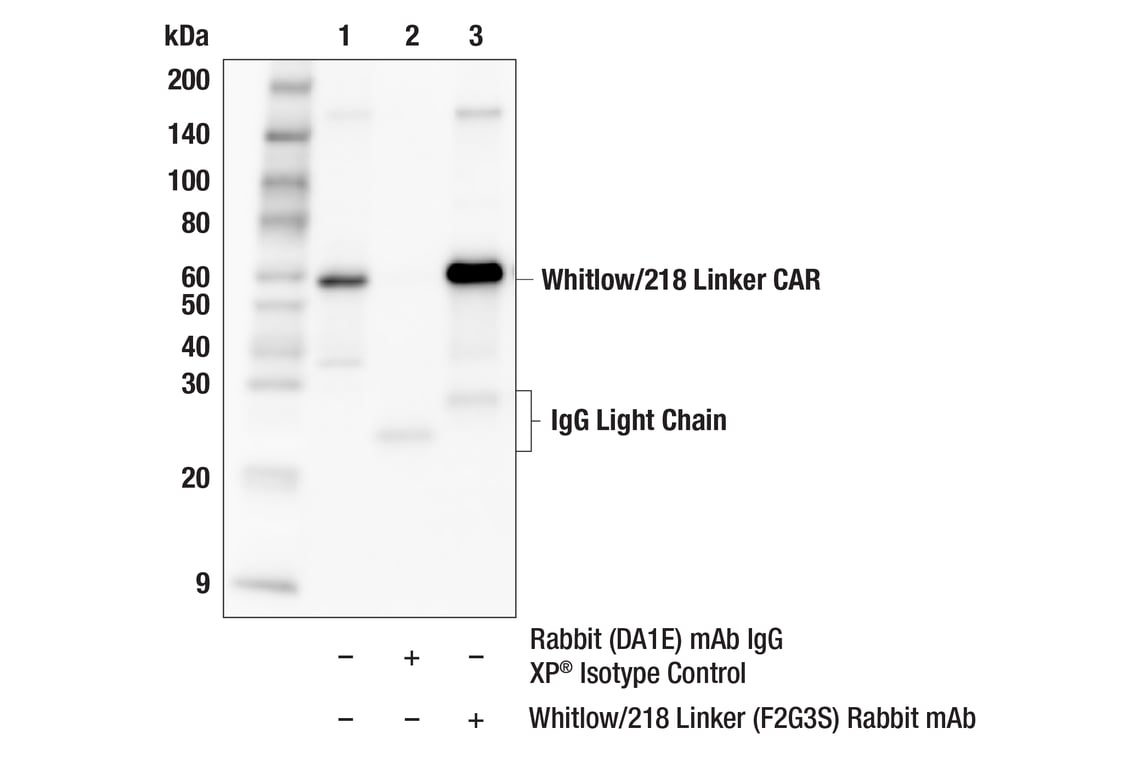 Immunoprecipitation Image 1: Whitlow/218 Linker (F2G3S) Rabbit Monoclonal Antibody