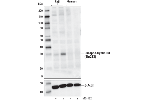 Western Blotting Image 3: Phospho-Cyclin D3 (Thr283) (E1V6W) Rabbit Monoclonal Antibody